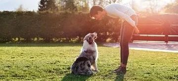The Four Keys to Successful Dog Training